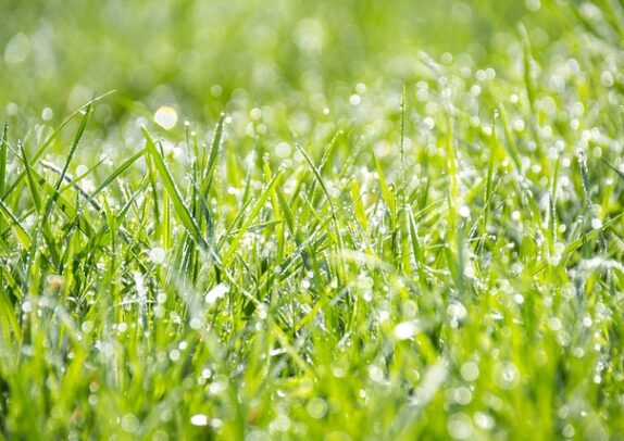 天然芝？人工芝？　芝生を植える時の注意点とグランドカバー