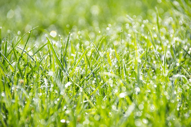 天然芝？人工芝？　芝生を植える時の注意点とグランドカバー