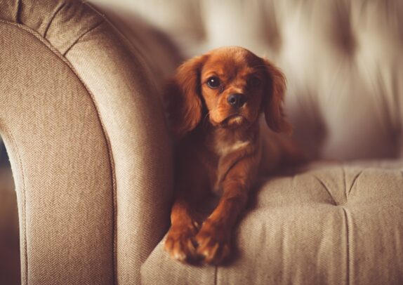 愛犬との理想の生活！新築時の注意点は？