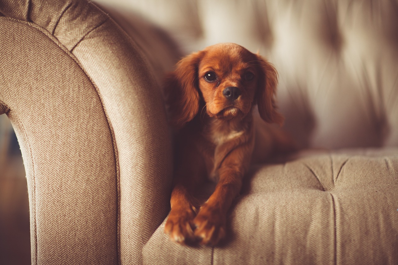 愛犬との理想の生活！新築時の注意点は？